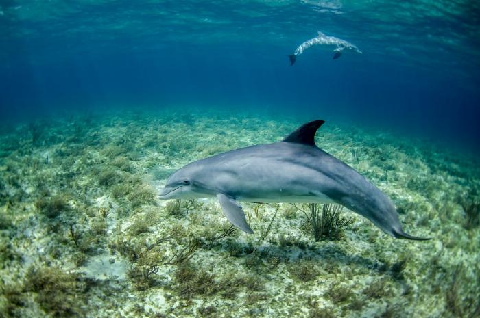 Il est possible de voir des dauphins en Corse